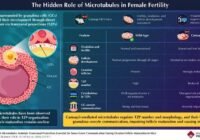 Infographic about microtubules and female fertility: left shows a cross-section of a follicle with granulosa cells and transzonal projections (TZPs); right compares wild-type and Camsap3-KO, noting differences in ovulation, follicle development, TZP number, and oocyte–granulosa cell communication.