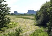 Open rural landscape with a dirt path through a field, flanked by trees on both sides and distant rocky cliffs on the horizon.