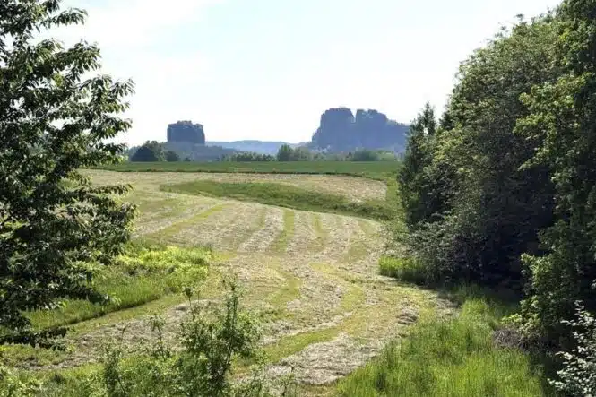Open rural landscape with a dirt path through a field, flanked by trees on both sides and distant rocky cliffs on the horizon.
