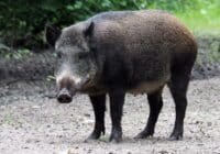 Wild boar standing on a dirt path with greenery in the background, facing the camera.