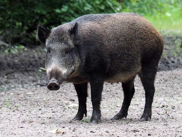 Wild boar standing on a dirt path with greenery in the background, facing the camera.