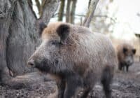 Adult wild boar standing in a muddy yard beside a tree, with another boar visible in the background.