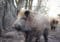 Adult wild boar standing in a muddy yard beside a tree, with another boar visible in the background.