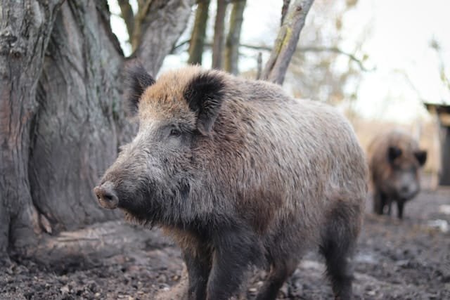 Adult wild boar standing in a muddy yard beside a tree, with another boar visible in the background.