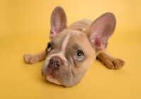 Fawn French bulldog puppy lying on a bright yellow background, looking at the camera.