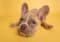 Fawn French bulldog puppy lying on a bright yellow background, looking at the camera.