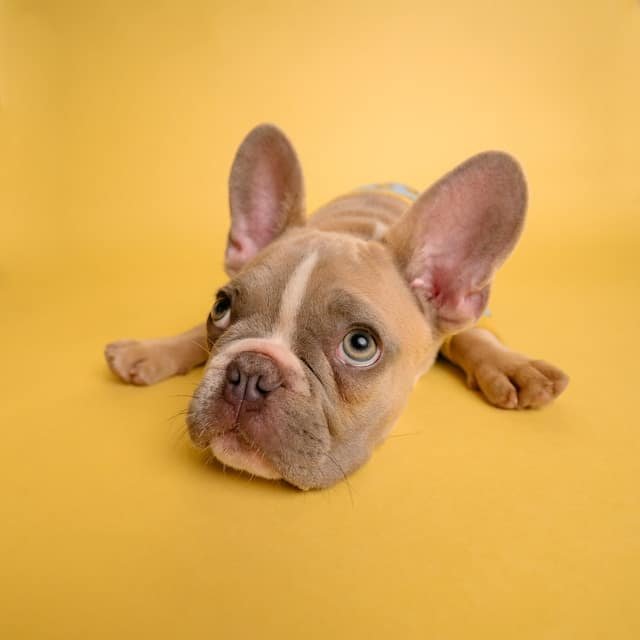 Fawn French bulldog puppy lying on a bright yellow background, looking at the camera.