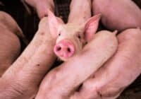 Young pink piglet looks directly at the camera while surrounded by piglets in a pen.