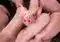 Young pink piglet looks directly at the camera while surrounded by piglets in a pen.