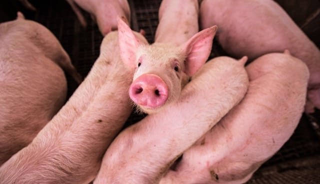 Young pink piglet looks directly at the camera while surrounded by piglets in a pen.