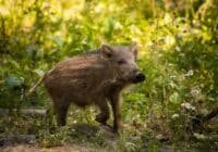 Young wild boar walking through sunlit forest undergrowth.