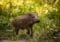 Young wild boar walking through sunlit forest undergrowth.