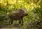 Young wild boar walking through sunlit forest undergrowth.