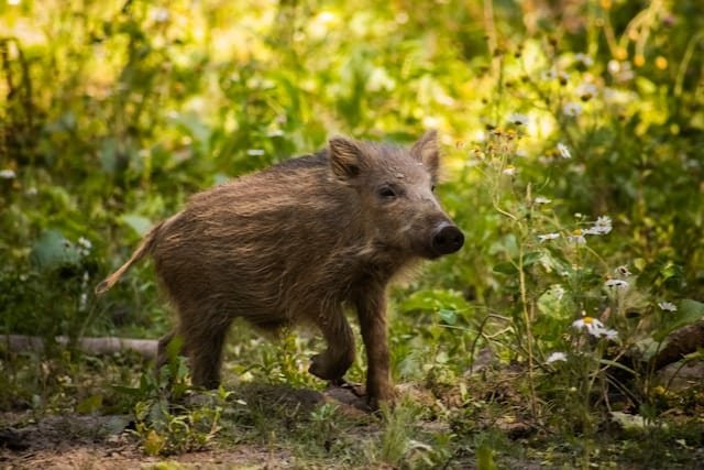 Young wild boar walking through sunlit forest undergrowth.