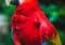 Bright scarlet macaw perched on a log, with red body and blue-yellow wings against a green background.