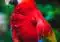 Bright scarlet macaw perched on a log, with red body and blue-yellow wings against a green background.