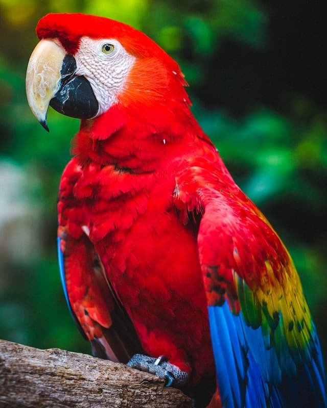 Bright scarlet macaw perched on a log, with red body and blue-yellow wings against a green background.
