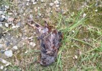 Dead bird lying on the dirt with scattered rocks and grass blades around it. The brown, feathered body is partially visible on the ground.
