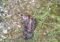 Dead bird lying on the dirt with scattered rocks and grass blades around it. The brown, feathered body is partially visible on the ground.