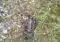 Dead bird lying on the dirt with scattered rocks and grass blades around it. The brown, feathered body is partially visible on the ground.