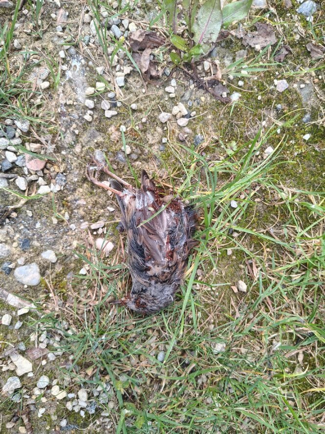 Dead bird lying on the dirt with scattered rocks and grass blades around it. The brown, feathered body is partially visible on the ground.