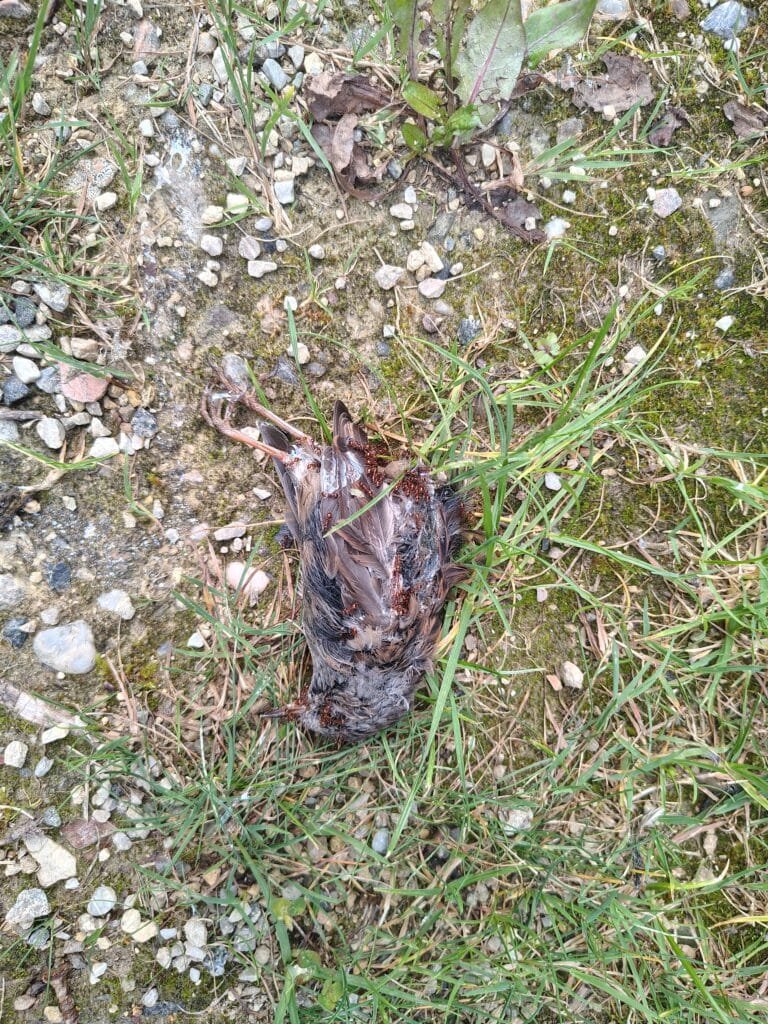 Von einer Katze qualvoll getöteter Zaunkönig in Österreich. Credits: Pugnalom.io by LabNews Media LLC