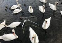 Group of white swans swimming in dark water around a partially submerged shopping cart.