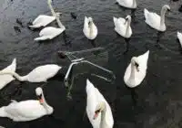 Qisman suvga botgan aravacha atrofida qorong'u suvda suzib yurgan oq oqqushlar guruhi.