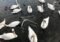 Group of white swans swimming in dark water around a partially submerged shopping cart.