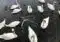 Group of white swans swimming in dark water around a partially submerged shopping cart.