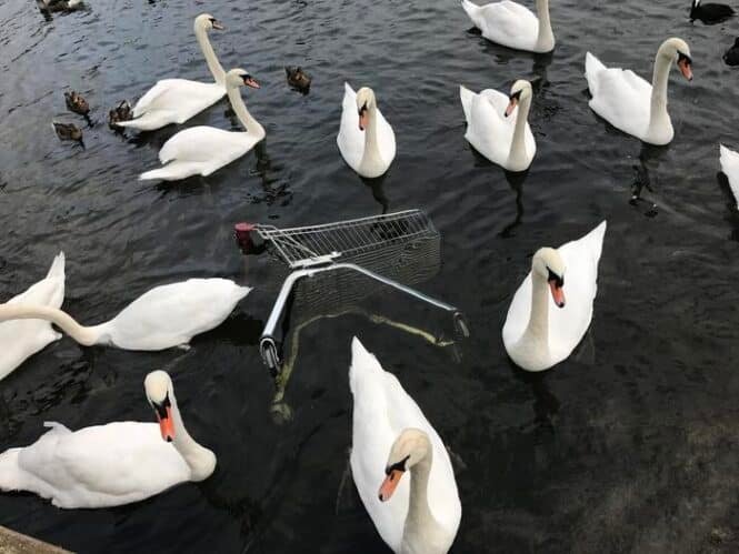Group of white swans swimming in dark water around a partially submerged shopping cart.