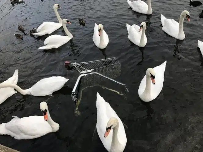 Group of white swans swimming in dark water around a partially submerged shopping cart.