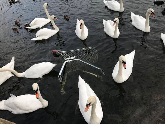 Urban swansCredit
Andrea Mechelli