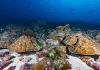 Underwater scene with a bed of brown plate corals on a sandy seabed and a blue ocean backdrop.