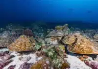 Underwater scene with a bed of brown plate corals on a sandy seabed and a blue ocean backdrop.