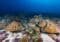 Underwater scene with a bed of brown plate corals on a sandy seabed and a blue ocean backdrop.