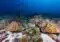 Underwater scene with a bed of brown plate corals on a sandy seabed and a blue ocean backdrop.