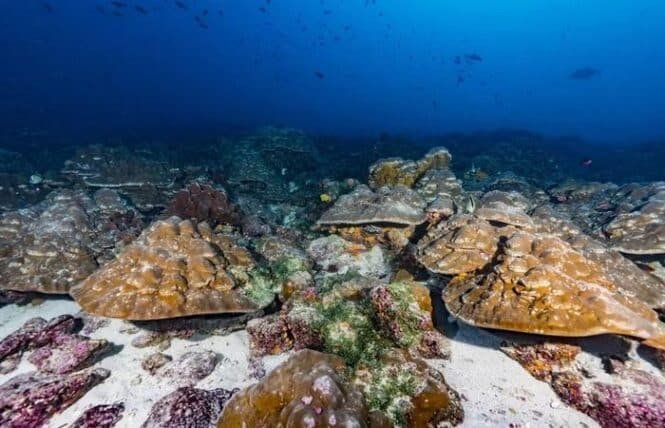Underwater scene with a bed of brown plate corals on a sandy seabed and a blue ocean backdrop.