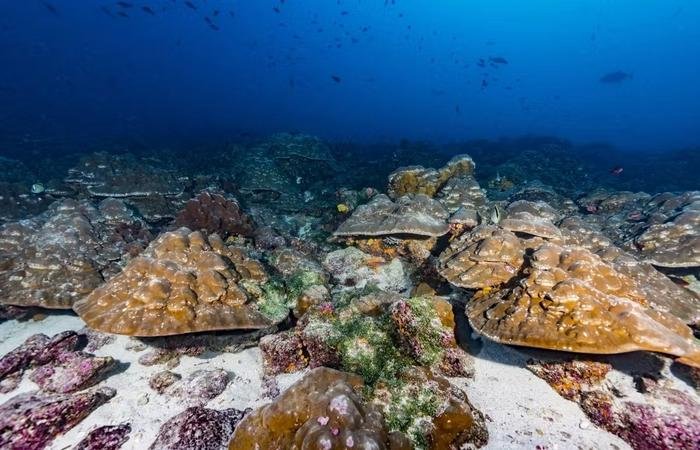 Laut Julia Cole, Vorsitzende des Fachbereichs Erd- und Umweltwissenschaften der Universität Michigan, sind die Galápagos-Inseln für ihre erstaunliche Artenvielfalt bekannt, die auf den hohen Nährstoffgehalt und die Vermischung von kühlem und warmem Wasser zurückzuführen ist.Bildnachweis: Foto mit freundlicher Genehmigung von Greg Asner