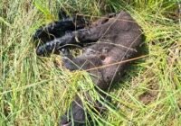 So werden Lämmer im Landkreis Göttingen im Naturschutzgebiet gehalten. Kontrollen durch den Staat? Dafür scheint es derzeit zu heiß zu sein. Credits: LabNews Media LLC