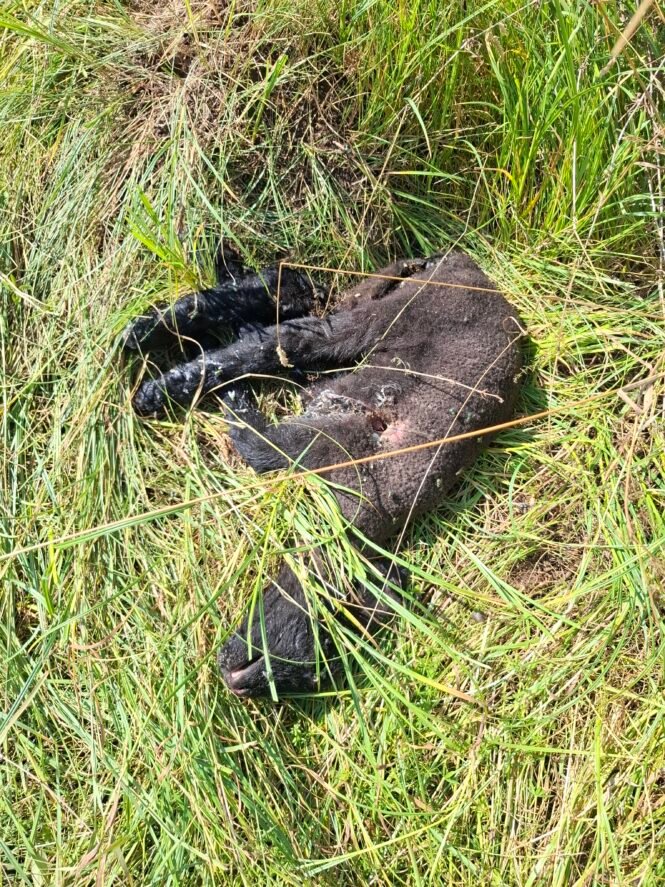 So werden Lämmer im Landkreis Göttingen im Naturschutzgebiet gehalten. Kontrollen durch den Staat? Dafür scheint es derzeit zu heiß zu sein. Credits: LabNews Media LLC