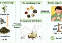 Infographic showing tea processing: original tea becomes processed tea with PCBs, then six tea types and geographical distribution, leading to exposure and low human risk signals.
