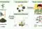 Infographic showing tea processing: original tea becomes processed tea with PCBs, then six tea types and geographical distribution, leading to exposure and low human risk signals.