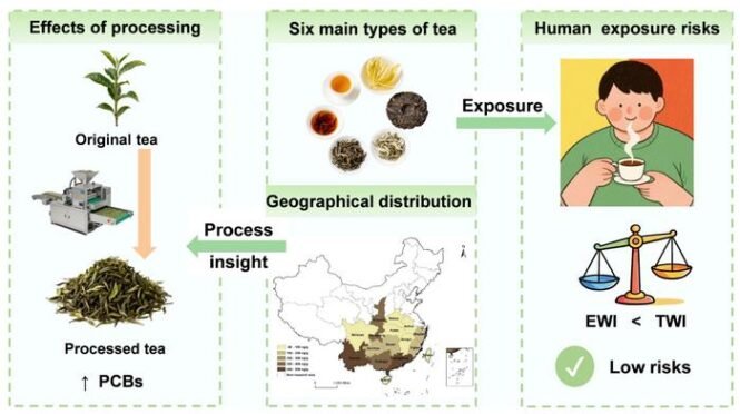 Infographic showing tea processing: original tea becomes processed tea with PCBs, then six tea types and geographical distribution, leading to exposure and low human risk signals.