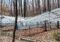 Row of plastic-covered greenhouses on metal frames in a leaf-covered forest, with wooden walkways nearby