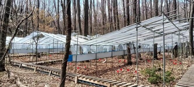 Row of plastic-covered greenhouses on metal frames in a leaf-covered forest, with wooden walkways nearby