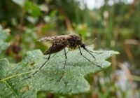 Crane fly with long legs perched on a dew-speckled green leaf in a garden setting.
