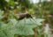 Crane fly with long legs perched on a dew-speckled green leaf in a garden setting.