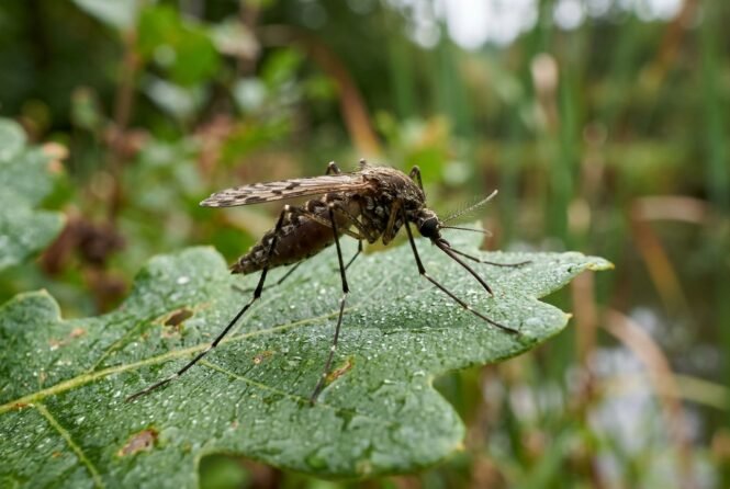Crane fly with long legs perched on a dew-speckled green leaf in a garden setting.