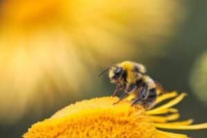 Bee collecting nectar on a bright yellow flower, close-up detail of its striped body and fuzzy wings.